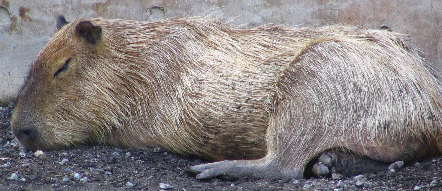 眠るだいふく